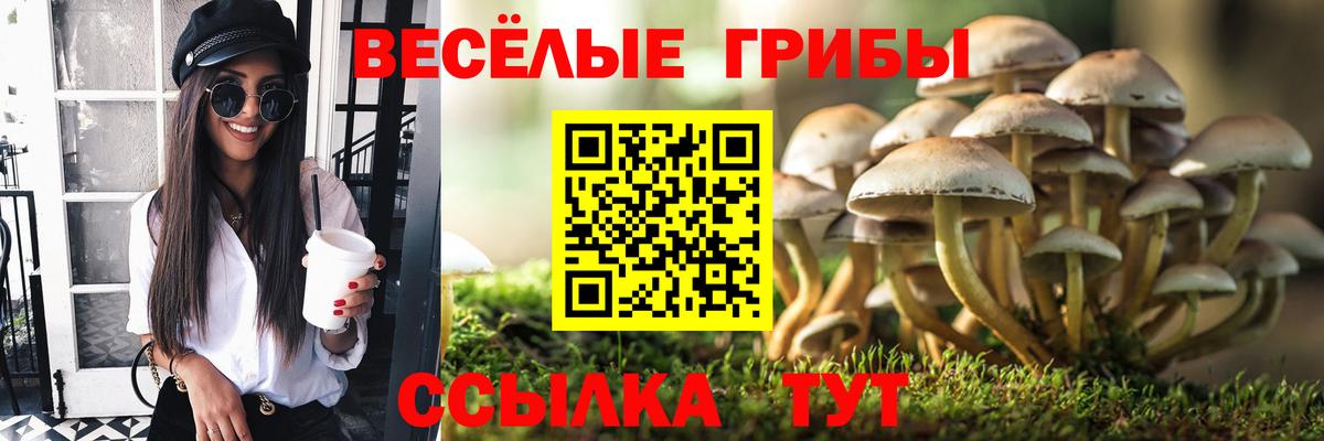Кашира  Галлюциногенные грибы Cubensis  Вход с VPN  Галлюциногенные грибы GOLDEN TEACHER 